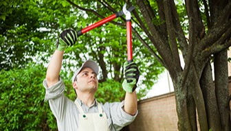 Tree-Service