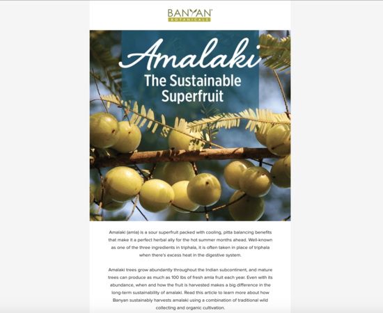 Amalaki Spotlight